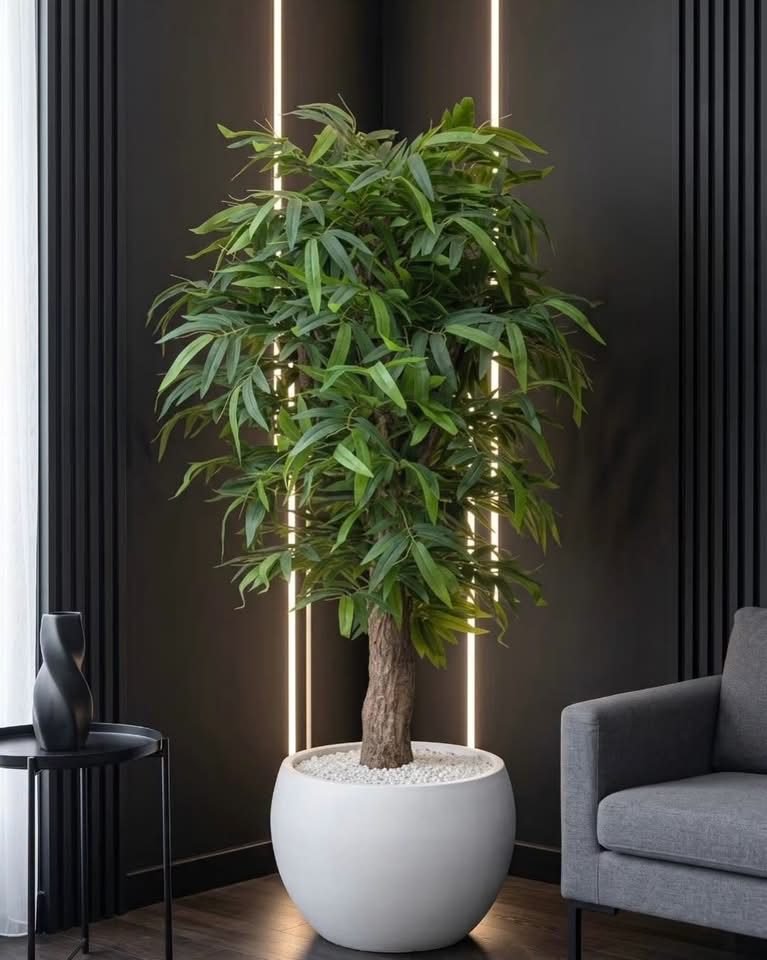 Ficus ALiiii