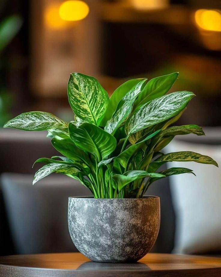 Aglaonema