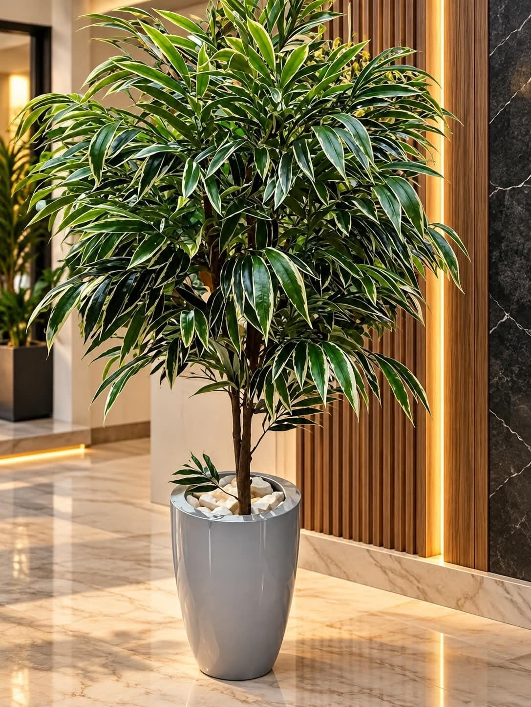 🌿 شجرة أكاسيا هاواي