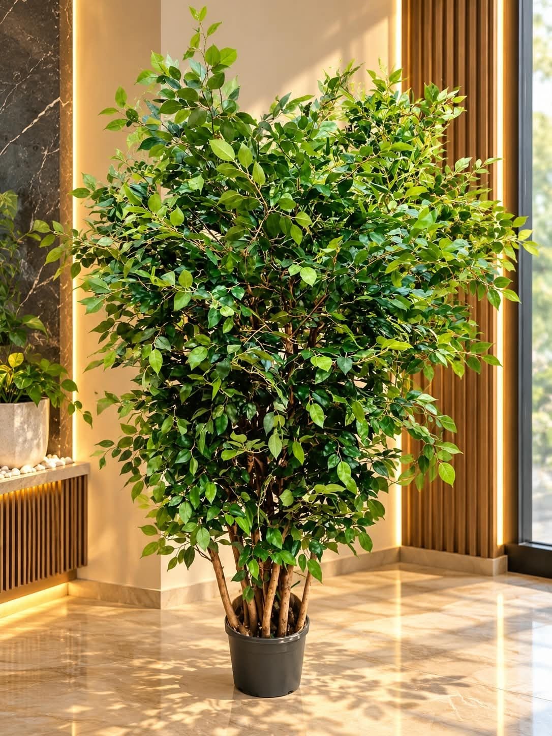 🌿 Ficus Benjamina Tree 🌿