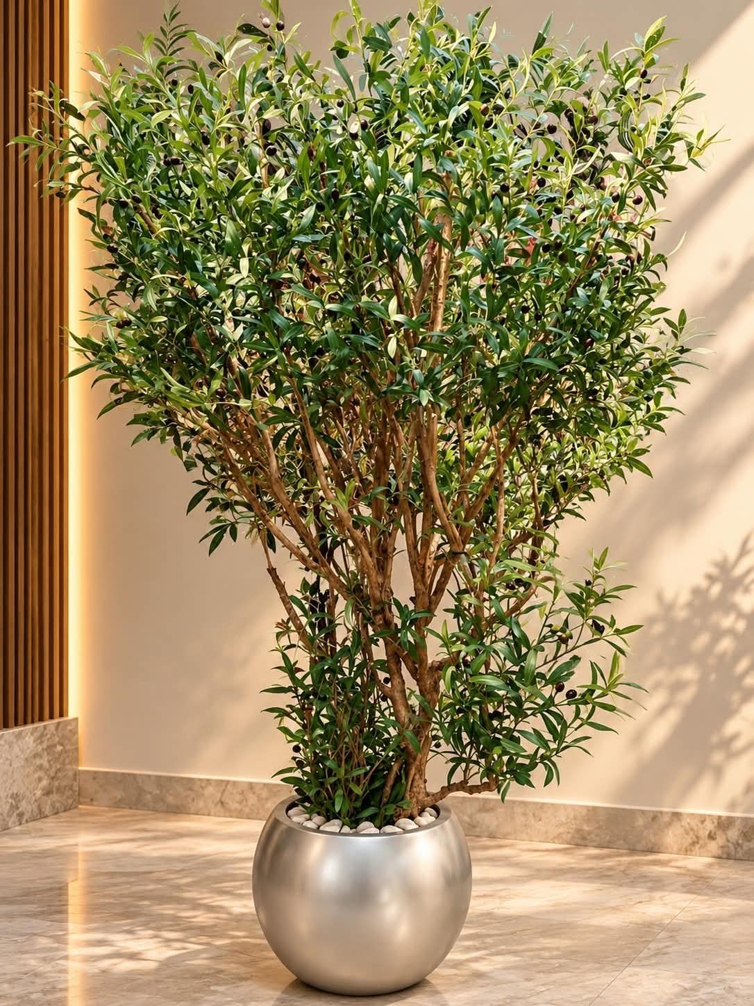 🌿 شجرة أكاسيا خضراء