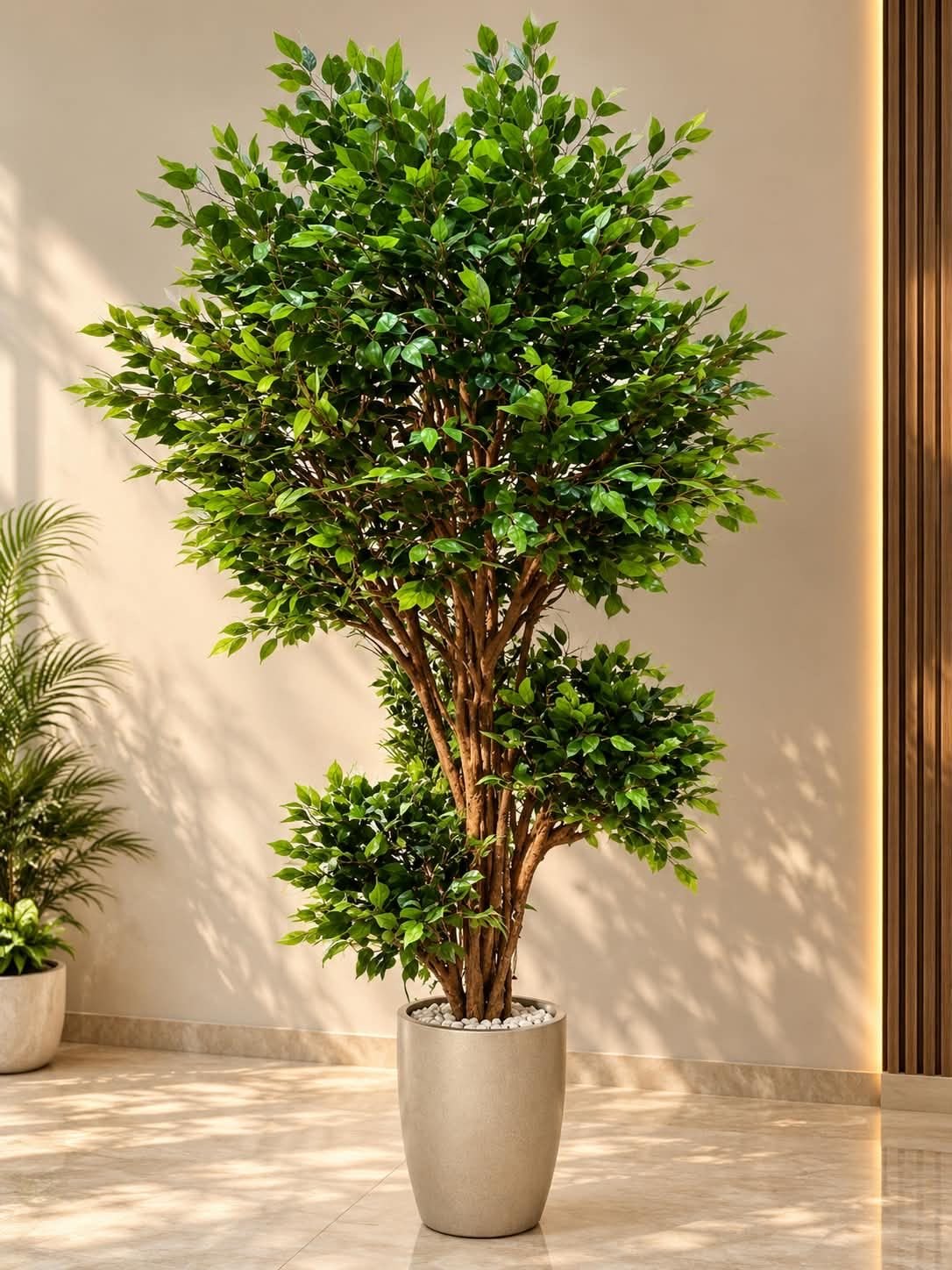 🌿 شجرة بنجامينا