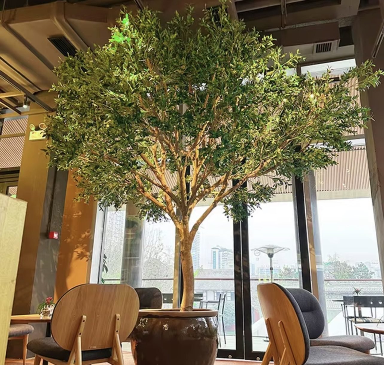 Premium olive tree 280 cm