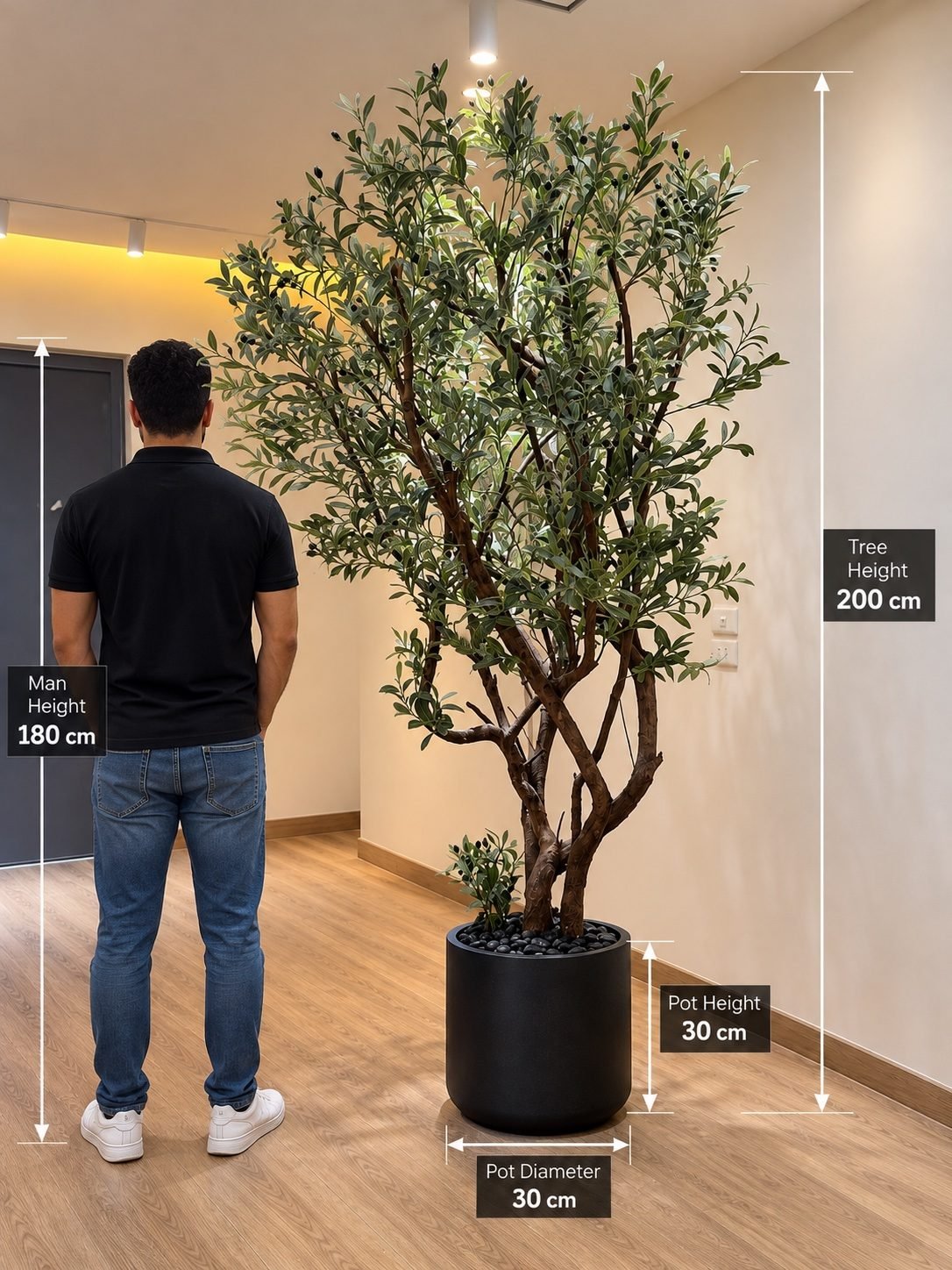 Olive tree