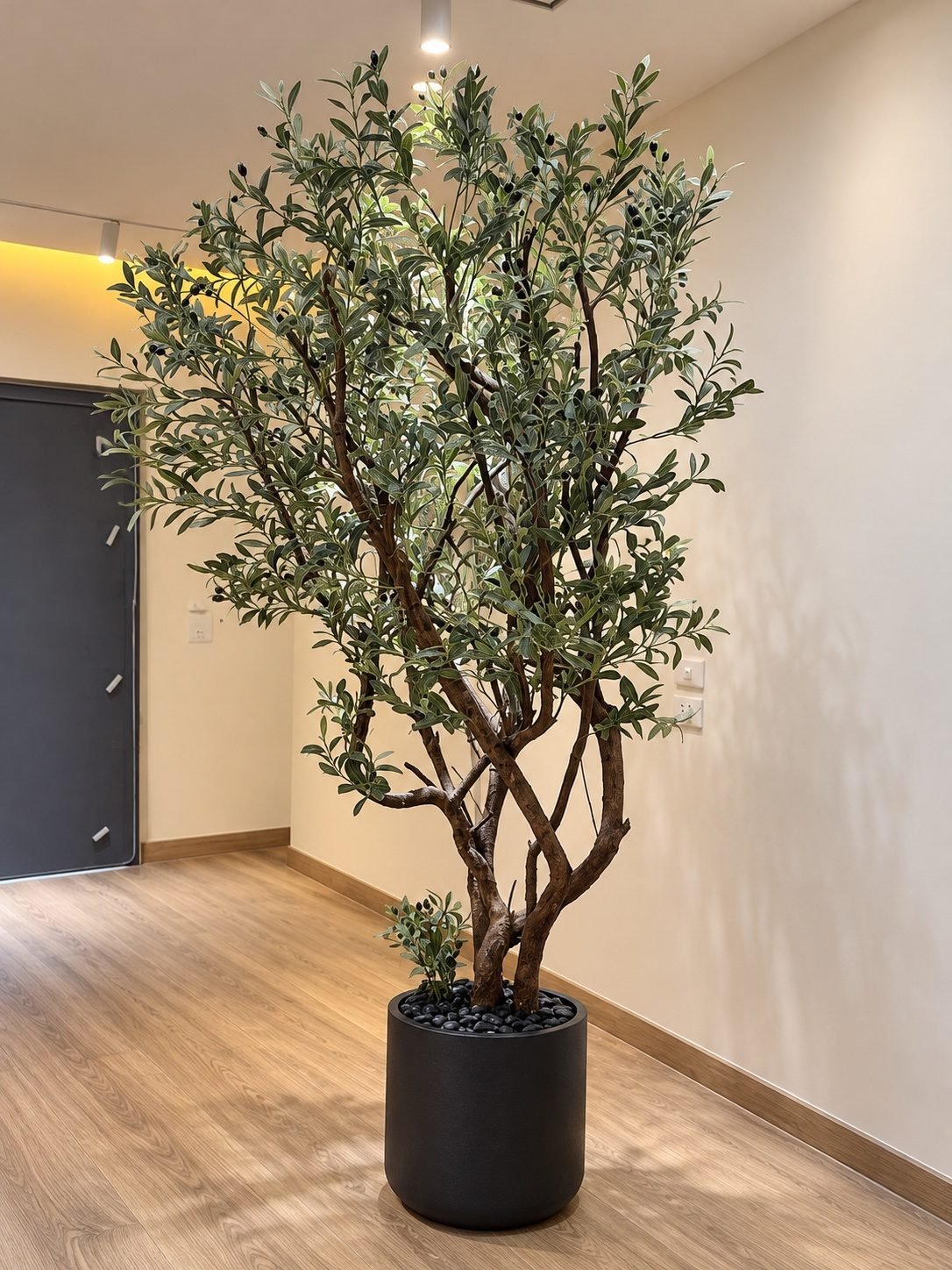 Olive tree