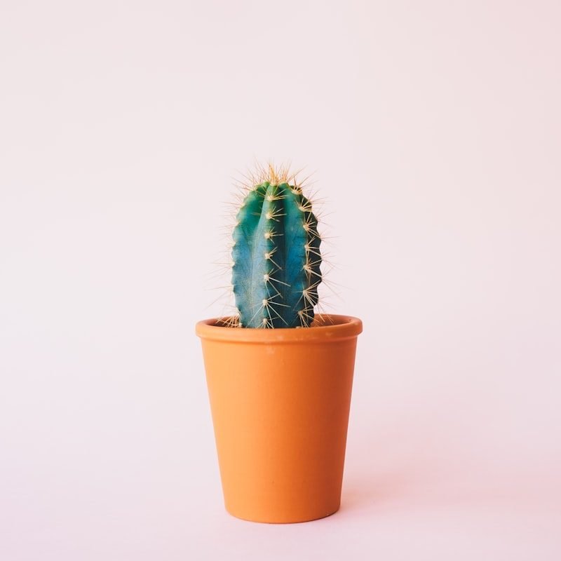 صبارات منوعة — طقم ٣ قطع